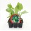 Planter col de Brusel·les ecològica (12 unitats)