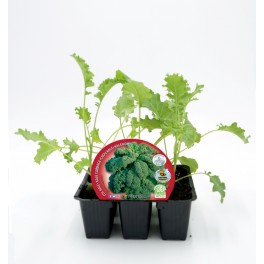 Planta de kale (6 unidades)