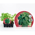 Plantel col Kale natural (12 unidades)