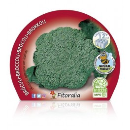 Planta orgânica de brócolis verde (12 unidades)