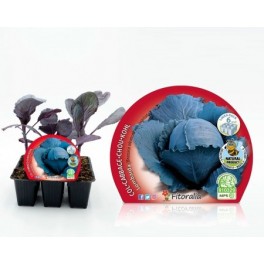 Planter col Llombarda ecològica (6 unitats)