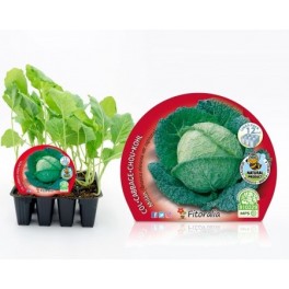 Plantel col Milan natural (12 unidades)