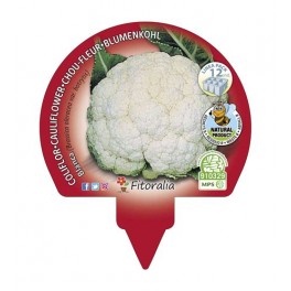 Planta de couve-flor branca orgânica (12 unidades)