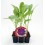 Planter col coliflor morada híbrid (6 unitats)