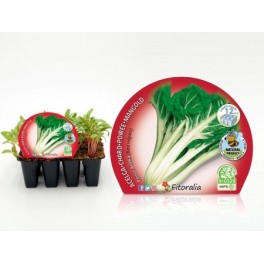 Planter bleda ecològica (12 unitats)