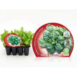 Planter espinac (12 unitats)