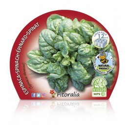 Planter espinac (12 unitats)