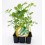 Planter d'api ecològic (12 unitats)