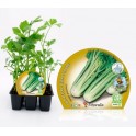 Planter api natural (1 o 6 unitats)