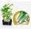 Planter d'api ecològic (12 unitats)
