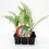 Planter card o herbacol (6 unitats)