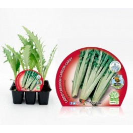 Planter card o herbacol (6 unitats)