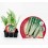 Planter card o herbacol (6 unitats)