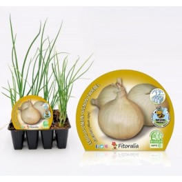 Planter ceba de fuentes ecològic (12 unitats)