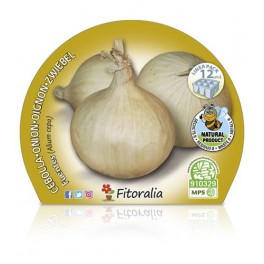 Planter ceba de fuentes ecològic (12 unitats)