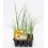 Planter ceba babosa natural (12 unitats)