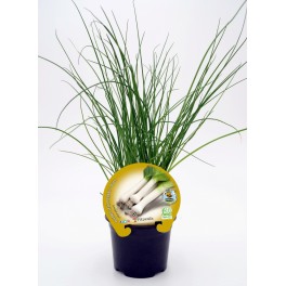 Planta orgânica de alho-poró (12 unidades)