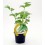 Planter d'api ecològic (12 unitats)
