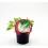 Planter bleda ecològica (12 unitats)