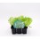 Planter d'enciam trocadero ecològic (12 unitats)