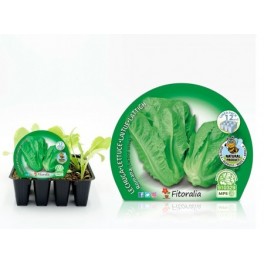 Planta ecológica de alface romana (12 unidades)