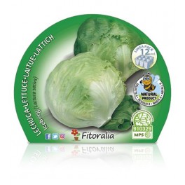 Plantel lechuga iceberg (12 unidades)