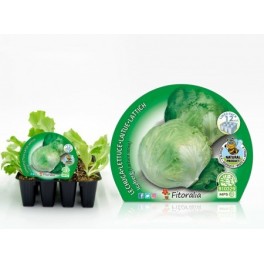 Plantel lechuga iceberg (12 unidades)