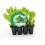 Plantel lechuga cogollo ecológico (12 unidades)