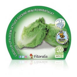 Plante coração de alface orgânico (12 unidades)