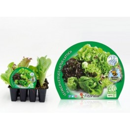 Planter d'enciam mix ecològic (12 unitats)