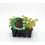 Planta ecológica de alface folha de carvalho (12 unidades)