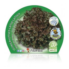 Planta ecológica de alface folha de carvalho (12 unidades)