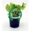 Planter enciam maravilla natural (1 o 6 o 12 unitats)
