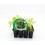 Planter enciam maravilla natural (1 o 6 o 12 unitats)