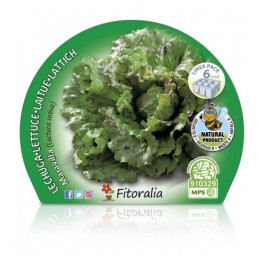 Planter enciam maravilla natural (1 o 6 o 12 unitats)