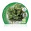 Planter enciam maravilla natural (1 o 6 o 12 unitats)