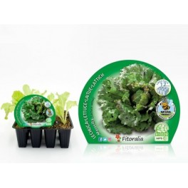 Planter enciam maravilla natural (1 o 6 o 12 unitats)