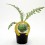 Planter de carxofa Victoria (4 unitats)