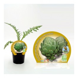 Plantel de alcachofa verde