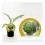 Plantel de alcachofa verde