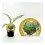 Planter de carxofa Victoria (4 unitats)