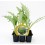 Planter de carxofa Victoria (4 unitats)