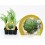 Planter de carxofa Victoria (4 unitats)