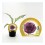 Plantel alcachofa violeta (6 unidades)