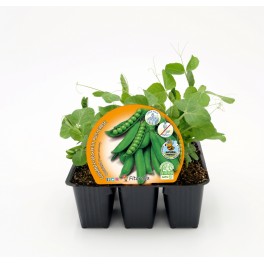 Abono Catus fertiberia