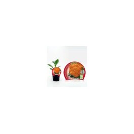 Plantel coliflor naranja natural Jaffa (maceta 10,5 cm ø)