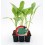 Plantel brócoli verde ecológico (12 unidades)