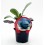 Planter col Llombarda ecològica (6 unitats)