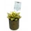 Cactus (maceta 5,5 cm ø)