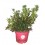 Rododendre (neret) bloombux (test 17 cm ø)